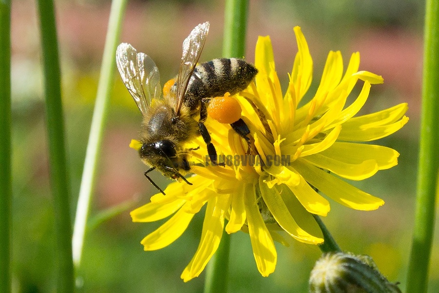 Thông tin về loài ong